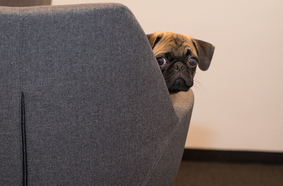 Nervt der Hund? Und Chancen im Recruiting! Ein Corona Update Nervt der Hund? Und Chancen im Recruiting! Ein Corona Update